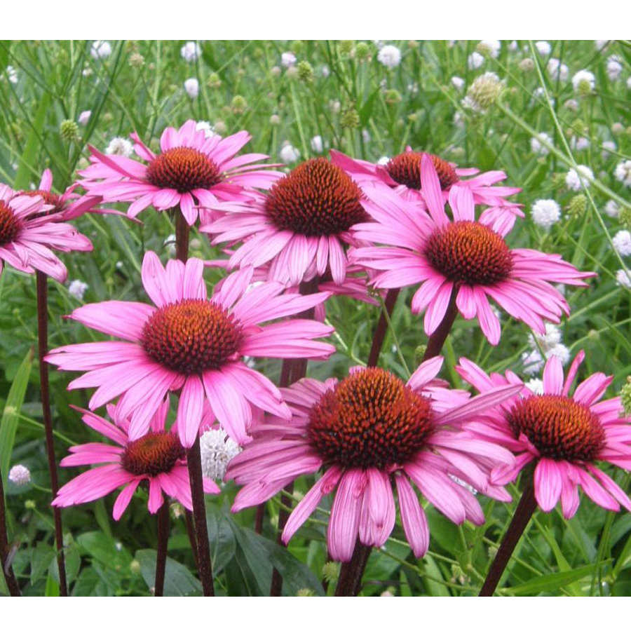 Echinacea purpurea 'Lakota Rose' Kasvir&aacute;g