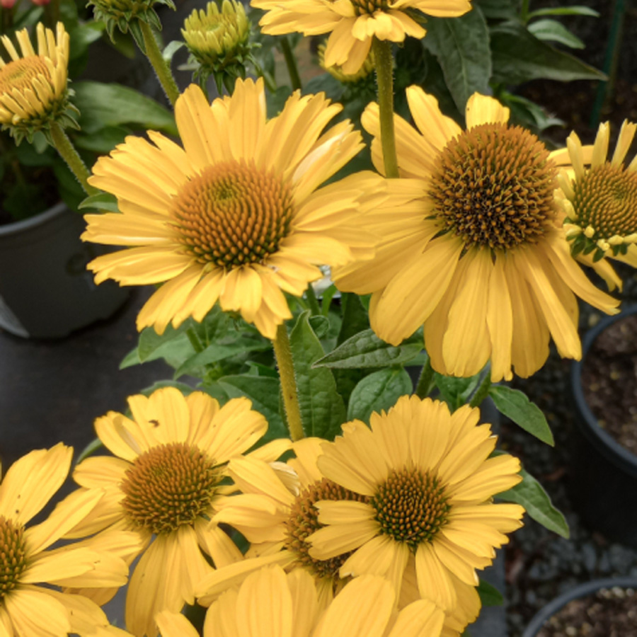 Echinacea purpurea 'Mooodz Amaze' Kasvir&aacute;g