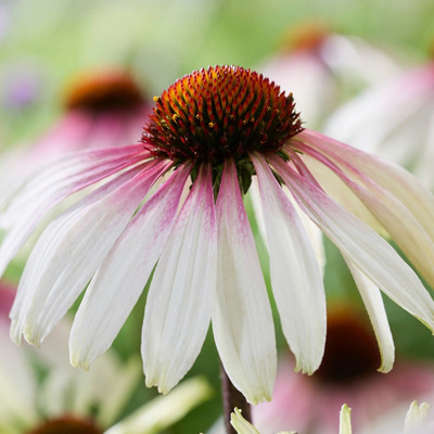 Kasvirág Echinacea purpurea 'Pretty Parasols'