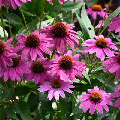 Echinacea purpurea 'Sensation Pink' Kasvirág
