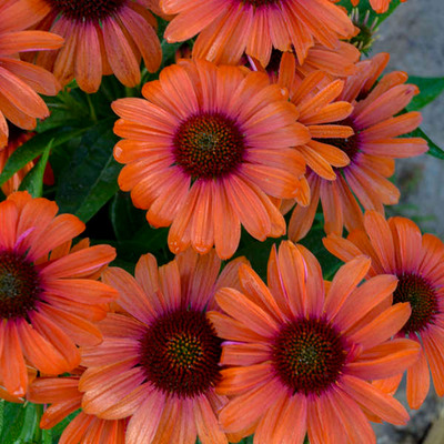 Echinacea 'Sunseekers Rainbow' Kasvir&aacute;g