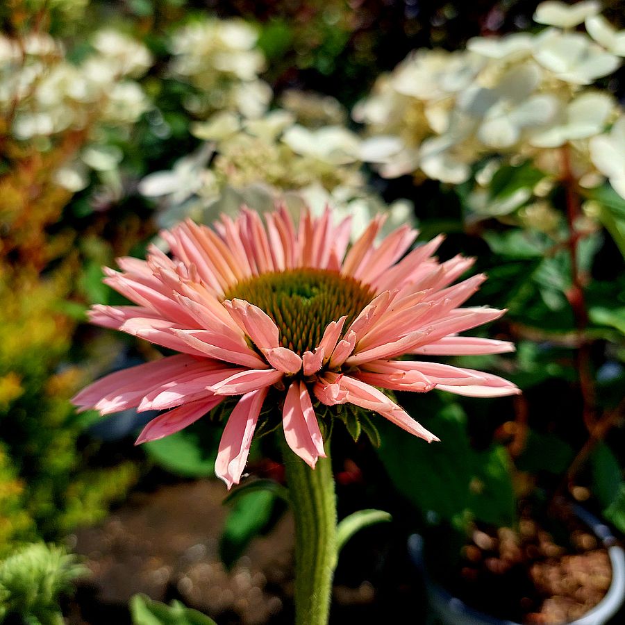 Kasvirág Echinacea 'SunSeekers Salmon'