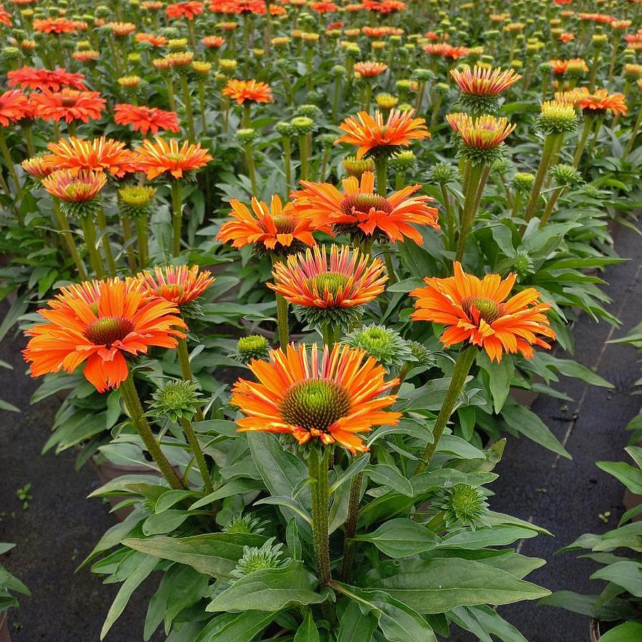 Echinacea 'SunSeekers Mineola' Kasvirág
