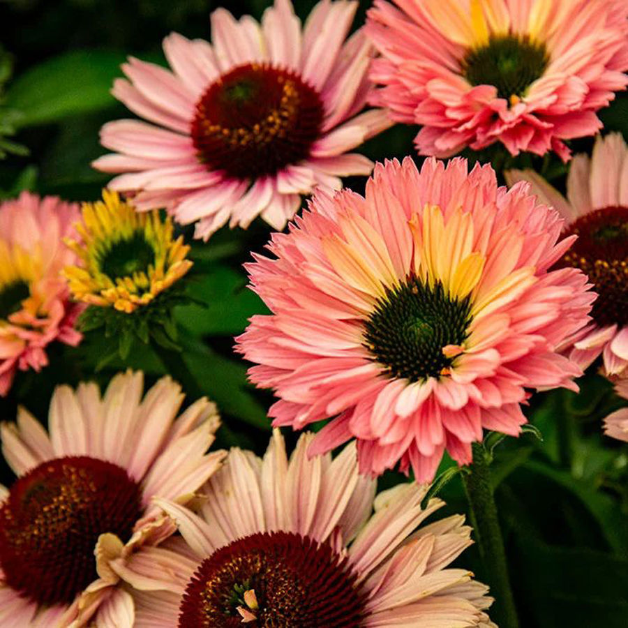 Echinacea 'SunSeekers Salmon' Kasvirág