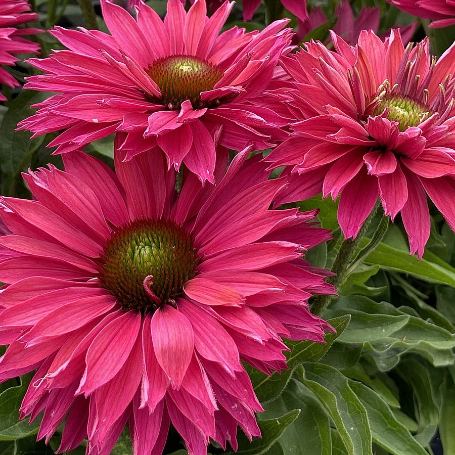 Echinacea 'SunSeekers Sweet Fuchsia' Kasvirág