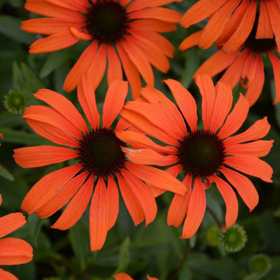 Echinacea purpurea 'Tangerine Dream' Kasvirág