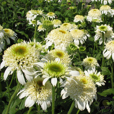 Echinacea purpurea 'White Double Delight' Kasvir&aacute;g