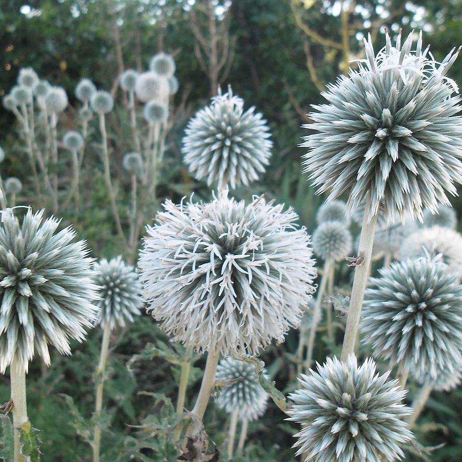 Echinops bannaticus 'Star Frost' Szamárkenyér