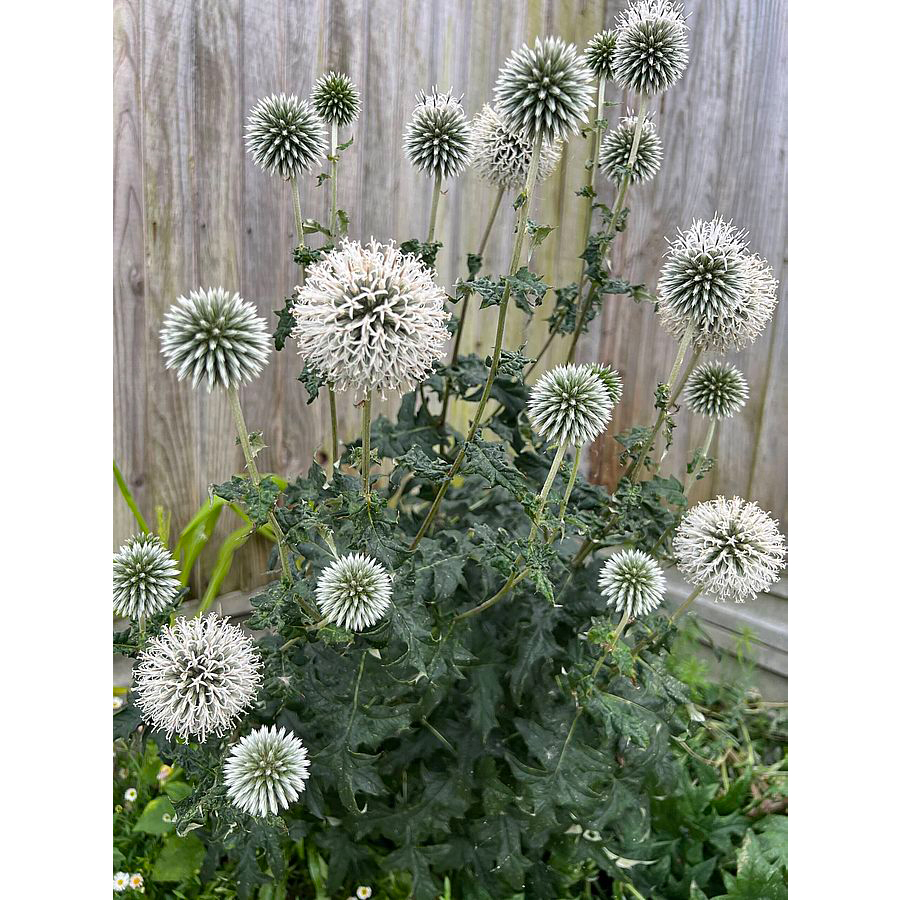 Szamárkenyér Echinops bannaticus 'Star Frost'