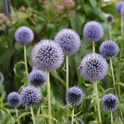 Echinops bannaticus 'Taplow Blue' Szam&aacute;rkeny&eacute;r