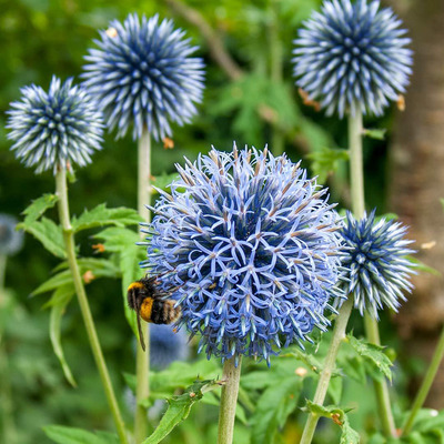 Szam&aacute;rkeny&eacute;r Echinops bannaticus 'Taplow Blue'