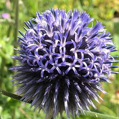 Szamárkenyér Echinops ritro 'Veitch's Blue'