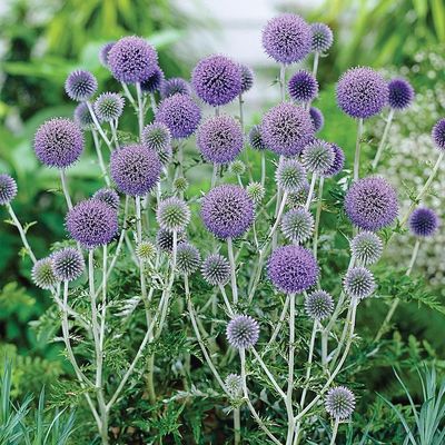 Echinops ritro Szamárkenyér