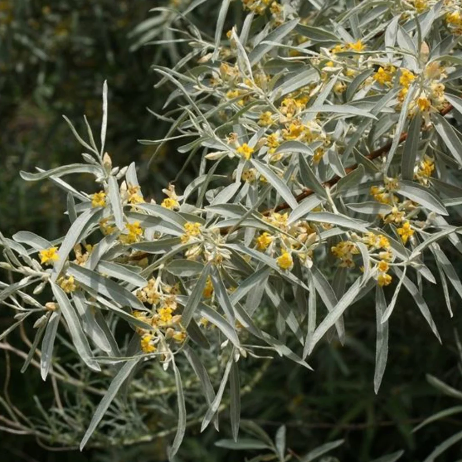 Elaeagnus angustifolia Keskenylevelű ezüstfa