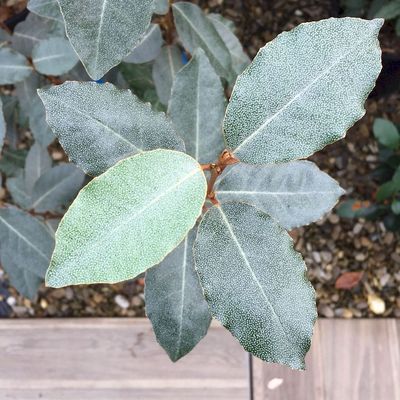 Elaeagnus ebbingei 'Compacta' Örökzöld ezüstfa