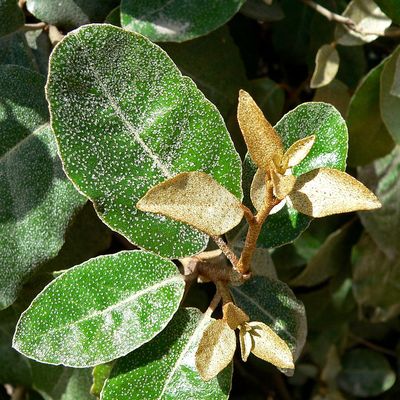 Elaeagnus ebbingei 'Elaeador' Tarka &ouml;r&ouml;kz&ouml;ld ez&uuml;stfa
