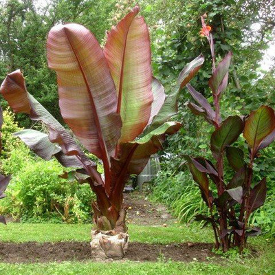 Ensete ventricosum 'Maurelli' Vörös abesszin banán