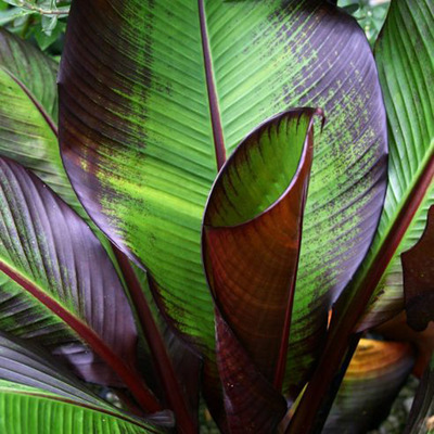 Vörös abesszin banán Ensete ventricosum 'Maurelli'
