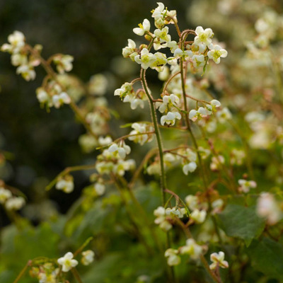 Epimedium perralchicum Tündérvirág