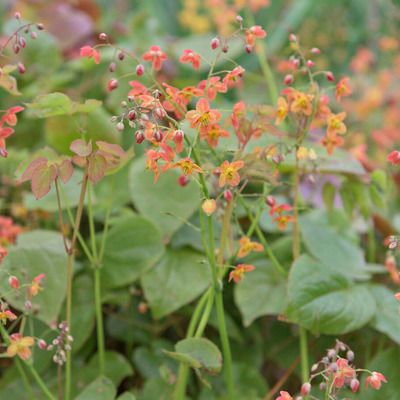 T&uuml;nd&eacute;rvir&aacute;g Epimedium pubigerum 'Orangek&ouml;nigin'
