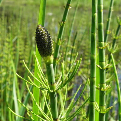 Iszapzsurló Equisetum fluviatile