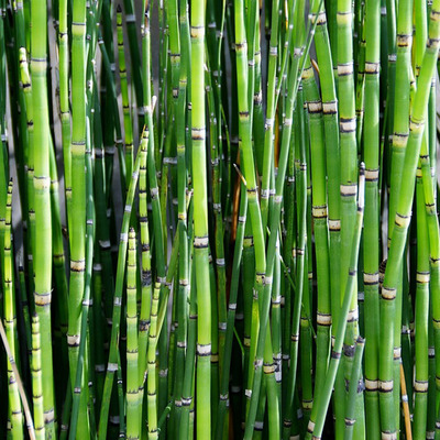 Equisetum japonicum Jap&aacute;n zsurl&oacute;