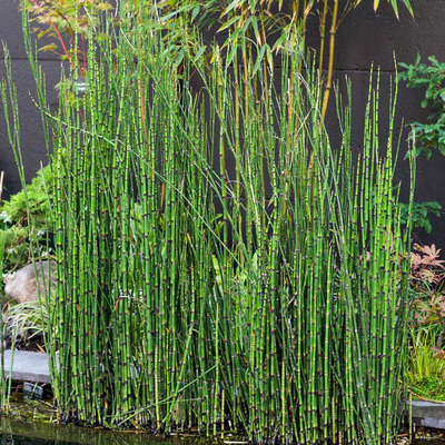 Jap&aacute;n zsurl&oacute; Equisetum japonicum