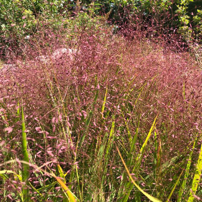 Eragrostis spectabilis Tőtippan