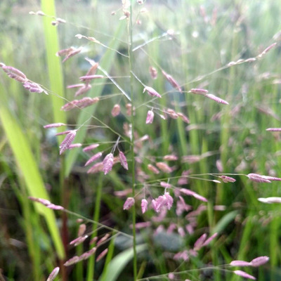 Tőtippan Eragrostis spectabilis