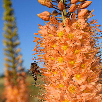 Eremurus mix Korbácsliliom fajták