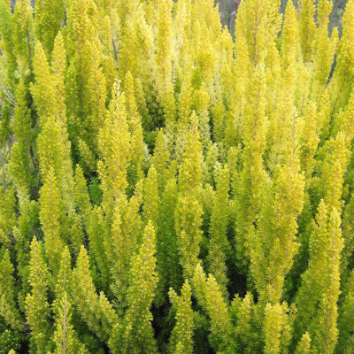 Erica arborea 'Albert's Gold' V&eacute;kony hanga