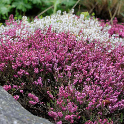 Erica carnea mix Alpesi hanga sz&iacute;nkever&eacute;k