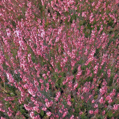 Erica carnea Alpesi hanga