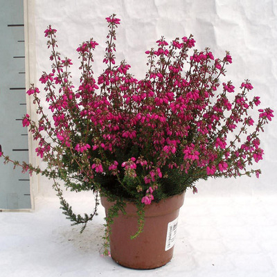 Erica gracilis 'Heideperle' V&eacute;kony hanga