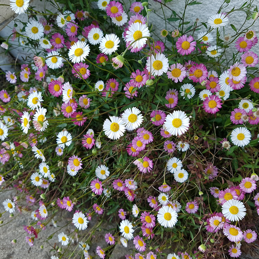 K&uuml;llőrojt Erigeron karvinskianus