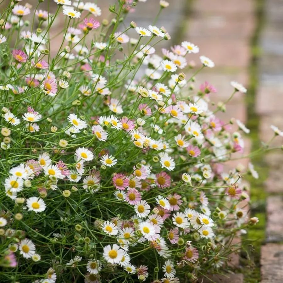 Erigeron karvinskianus K&uuml;llőrojt