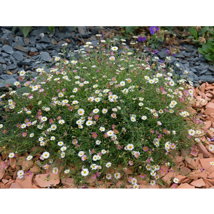 K&uuml;llőrojt Erigeron karvinskianus