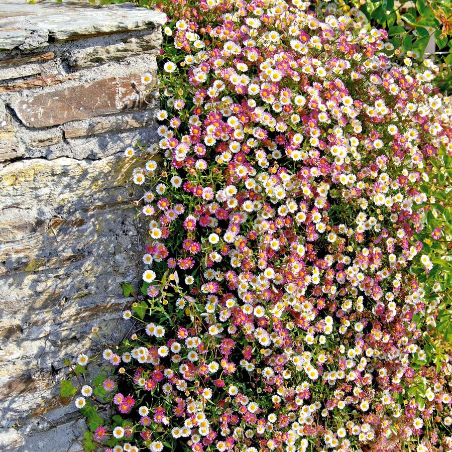 K&uuml;llőrojt Erigeron karvinskianus