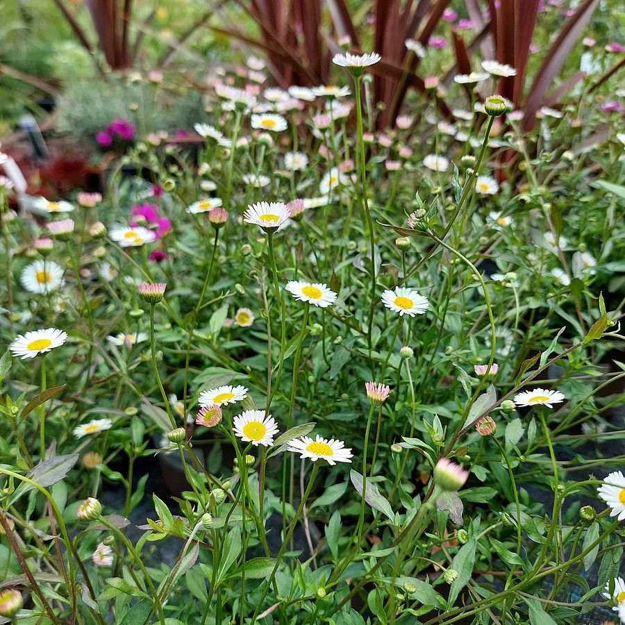 Küllőrojt Erigeron karvinskianus 'Stallone'