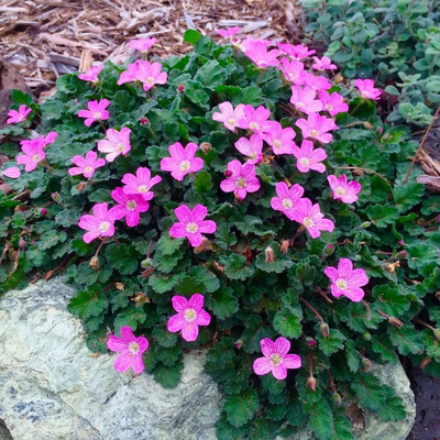 Erodium variabile 'Bishop's Form' Gémorr