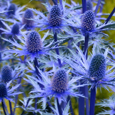 Eryngium bourgatii 'Lapis Blue' Iringó