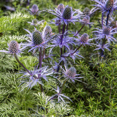 Eryngium planum 'Magical Blue Lagoon' Iring&oacute;