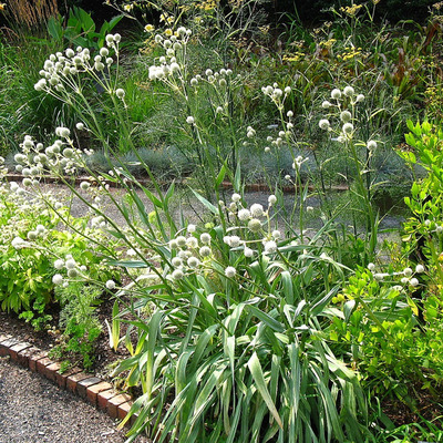 Eryngium yuccifolium Iringó