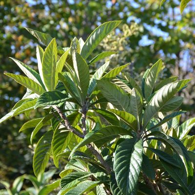 Japán naspolya Eriobotrya japonica