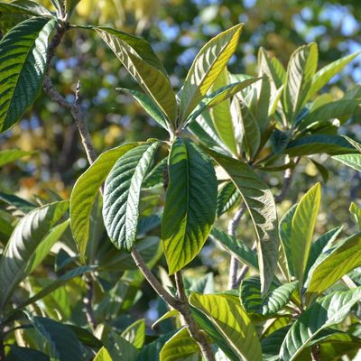 Japán naspolya Eriobotrya japonica