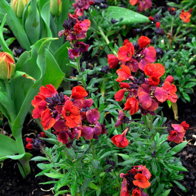 Erysimum 'Constant Cheer' Repcs&eacute;ny