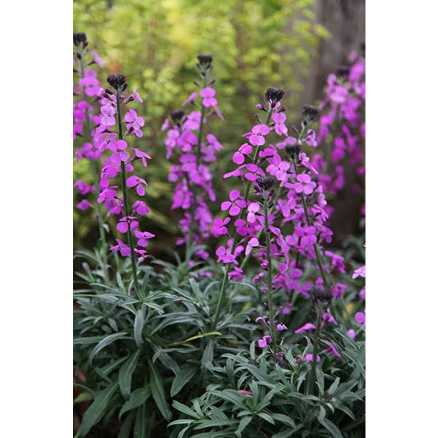 Erysimum linifolium 'Super Bowl Mauve' Repcsény