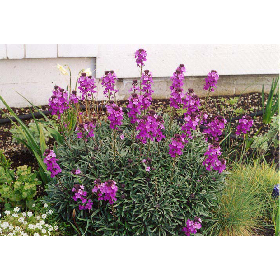 Repcsény Erysimum linifolium 'Super Bowl Mauve'