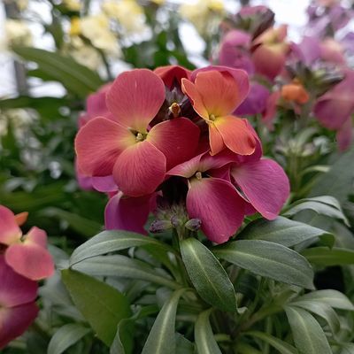Erysimum mix Repcsény