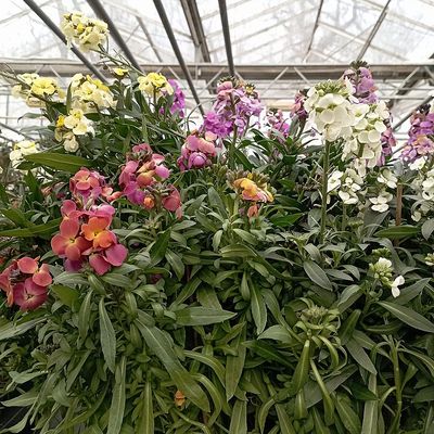 Erysimum mix Repcs&eacute;ny